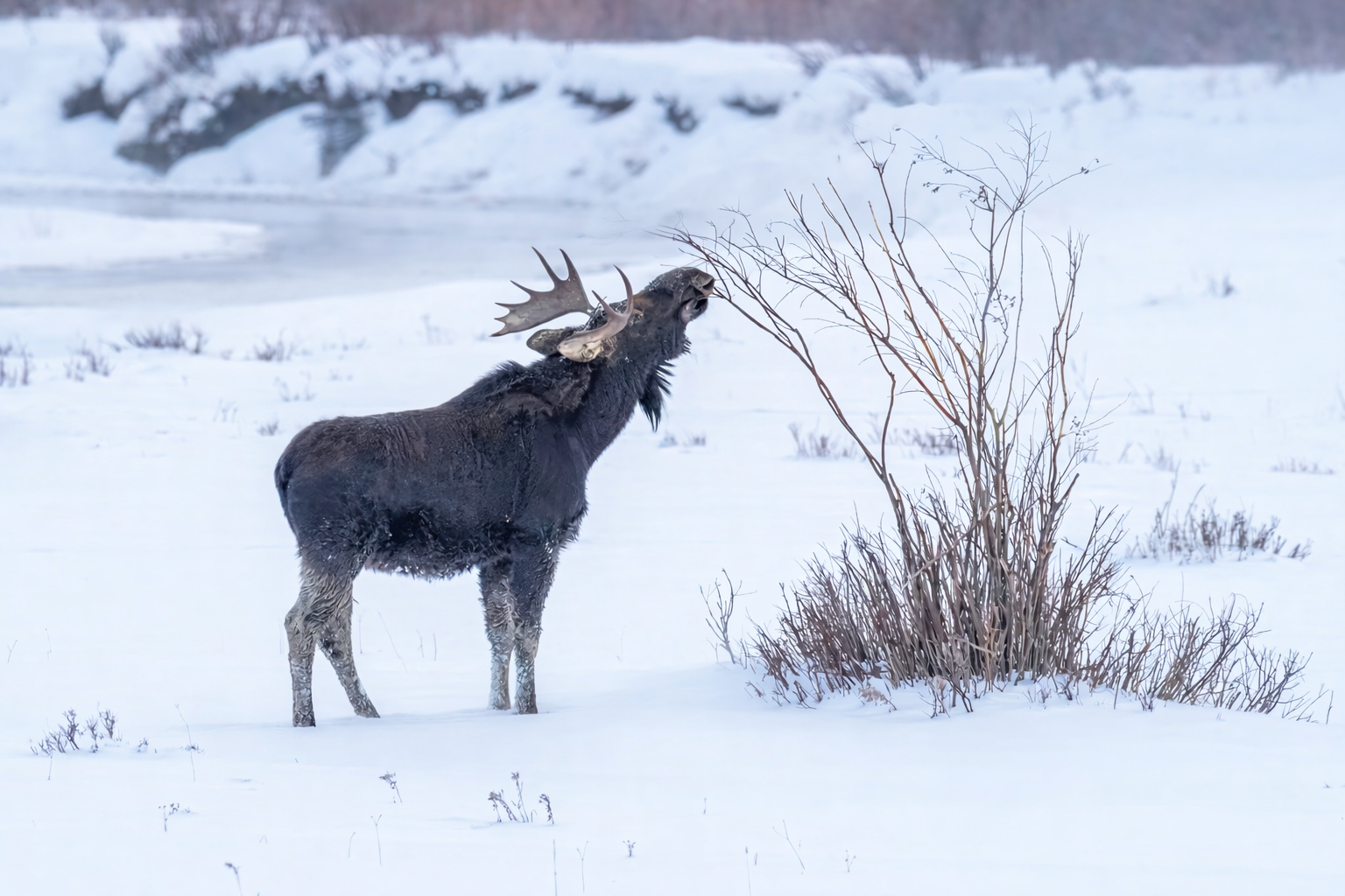 Moose bull eating twigs